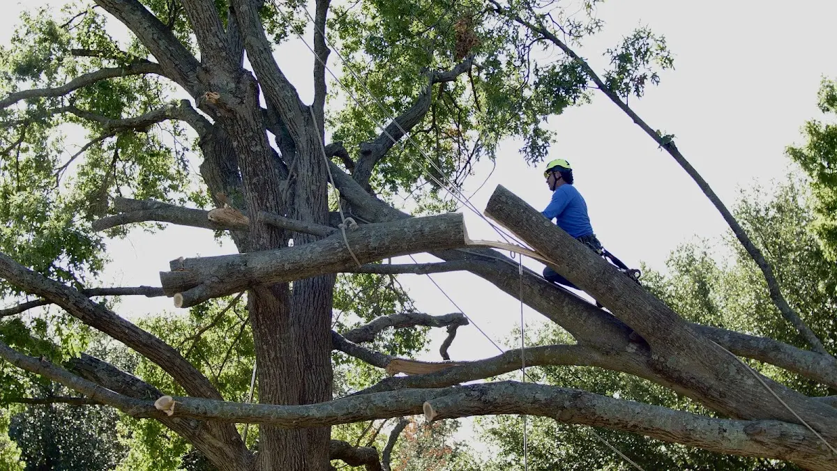 Professional Crown Thinning performed by certified arborists in Paron
