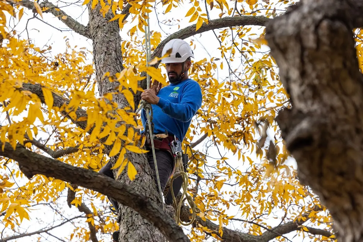 Skilled Storm Damage Cleanup crew working in Paron
